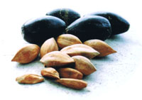 ピリナッツの豆